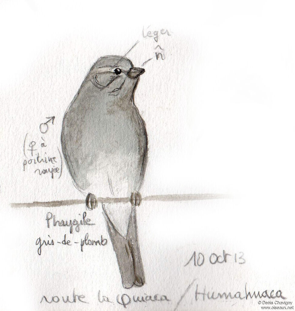 Haplospize gris-de-plomb