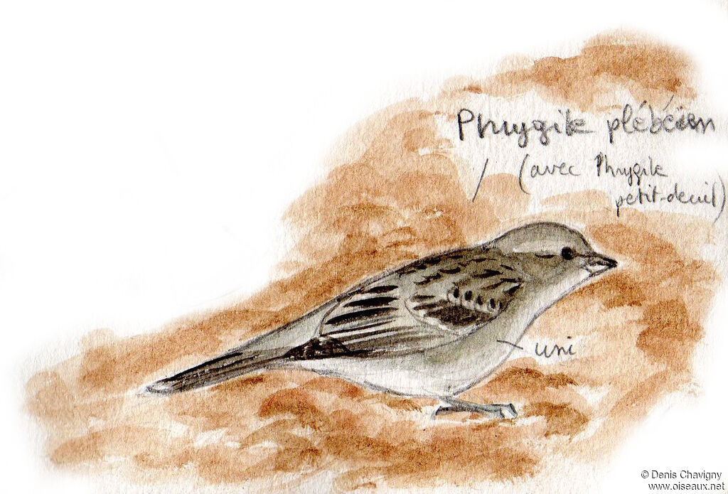 Haplospize plébéien