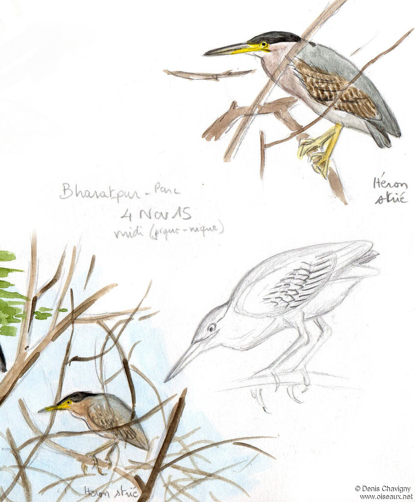 Little Heronadult post breeding, identification