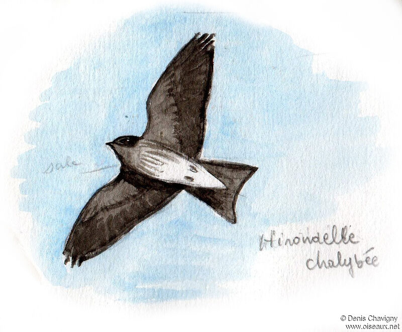 Grey-breasted Martinadult, Flight