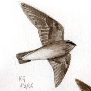 Hirondelle paludicole
