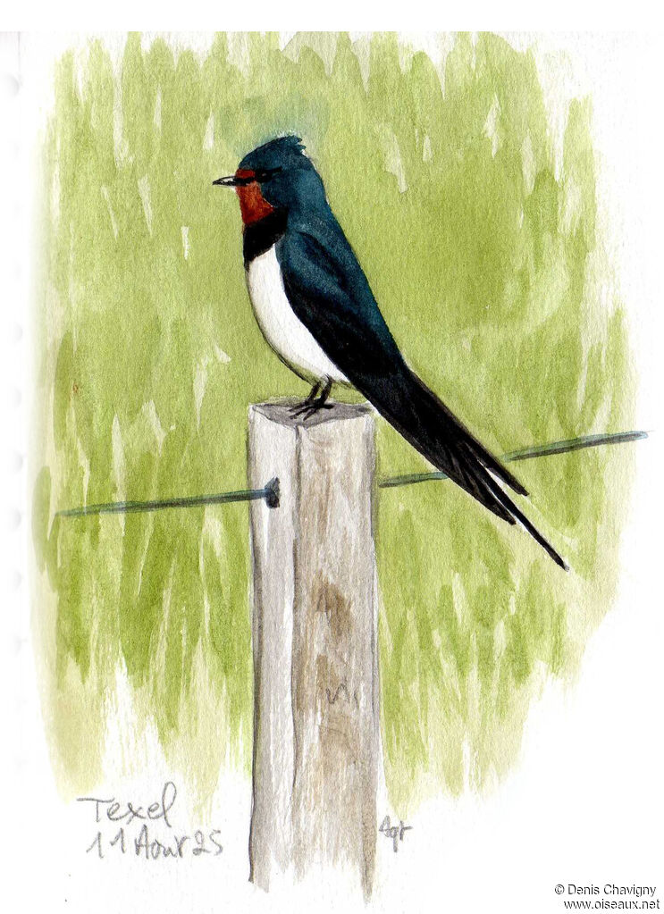 Hirondelle rustique mâle adulte