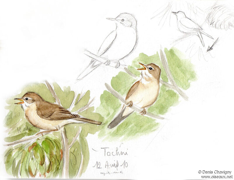 Eastern Olivaceous Warbler male adult, habitat, song