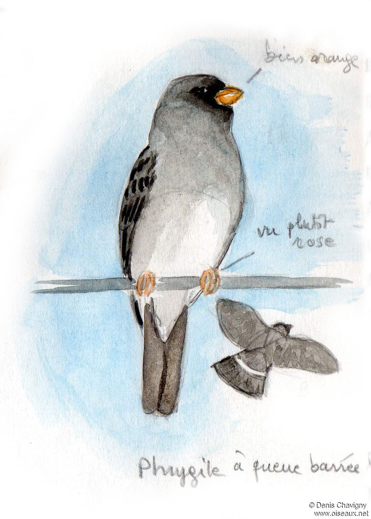 Band-tailed Sierra Finch