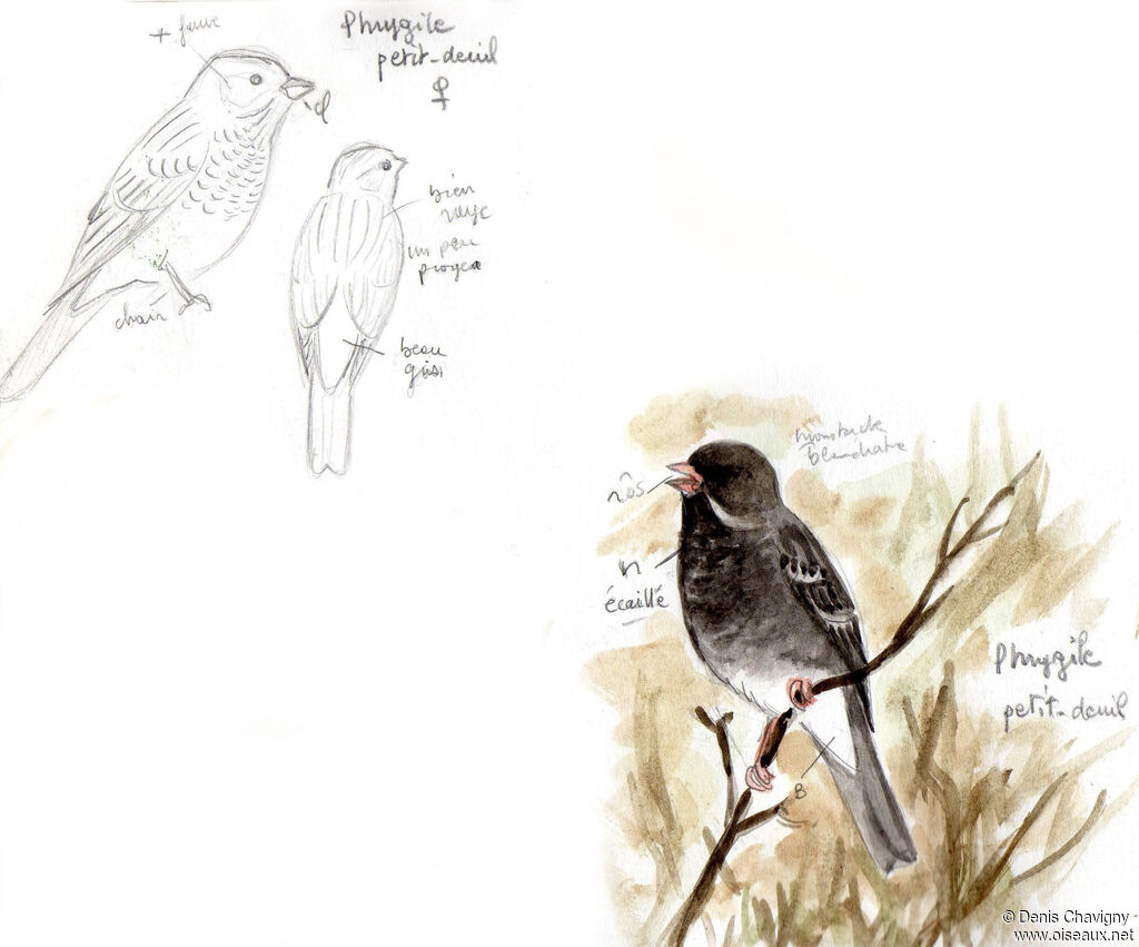Mourning Sierra Finch