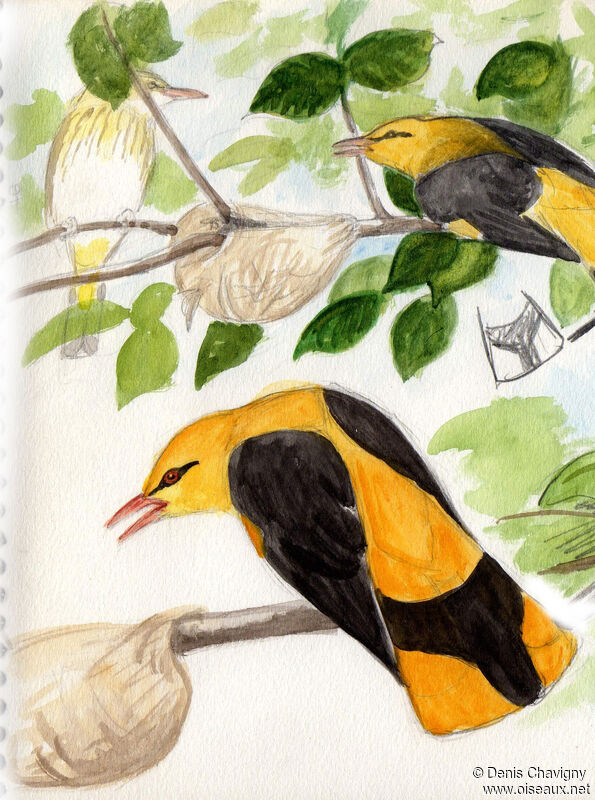 Eurasian Golden Orioleadult breeding, Reproduction-nesting