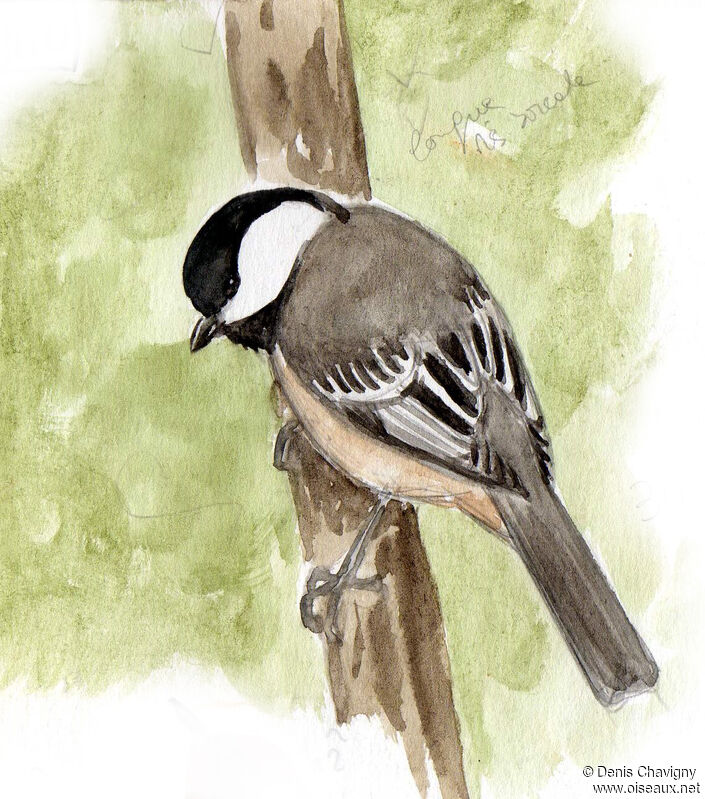 Black-capped Chickadeeadult, identification