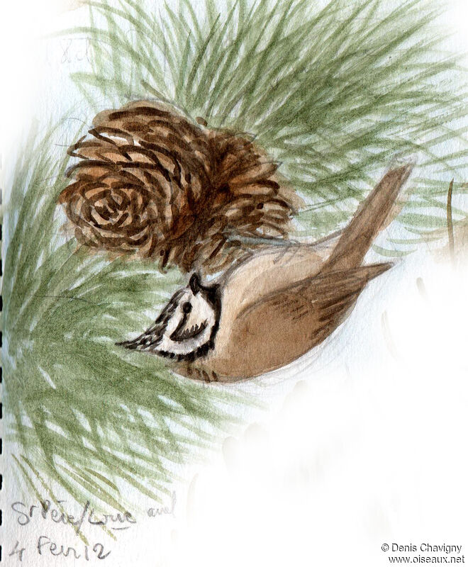 Crested Titadult, habitat, eats