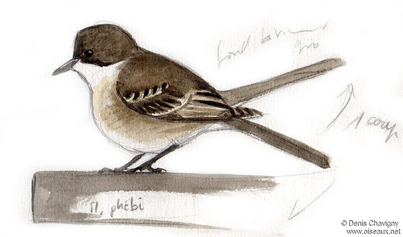 Eastern Phoebeadult, identification