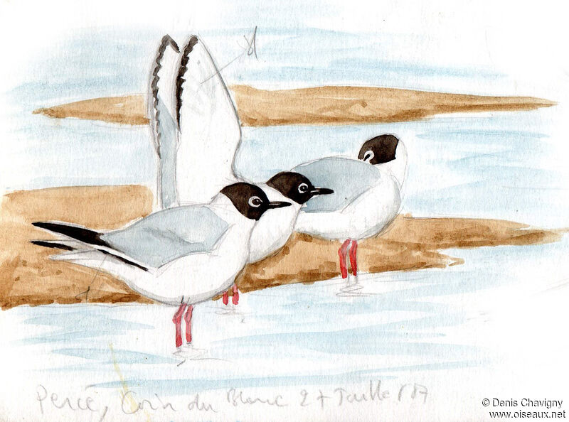 Mouette de Bonaparteadulte, habitat