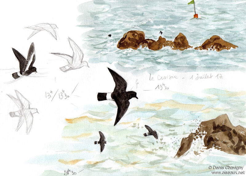 European Storm Petrel, habitat