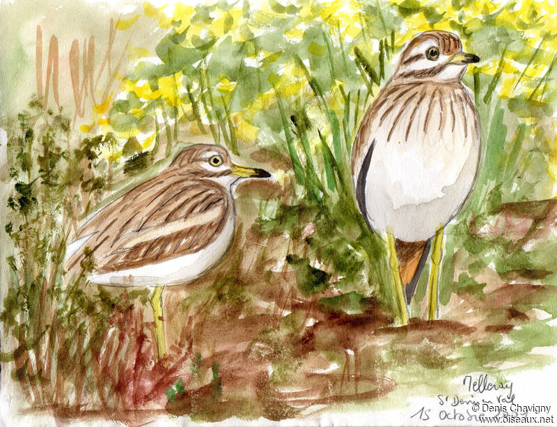 Eurasian Stone-curlew, habitat