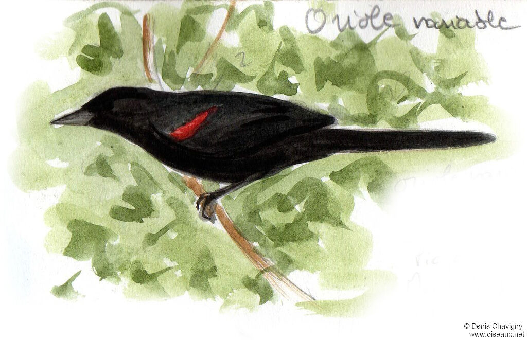 Variable Oriole
