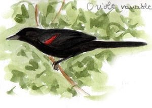 Oriole variable