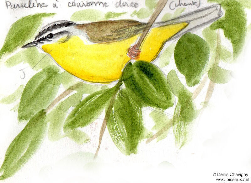 Golden-crowned Warbler male adult, identification