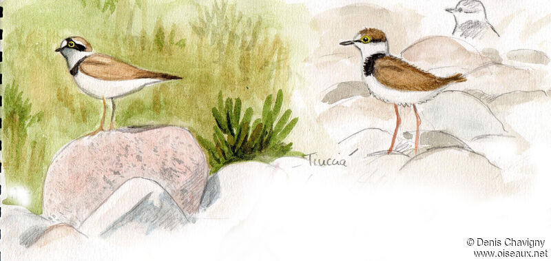 Little Ringed Plover, habitat