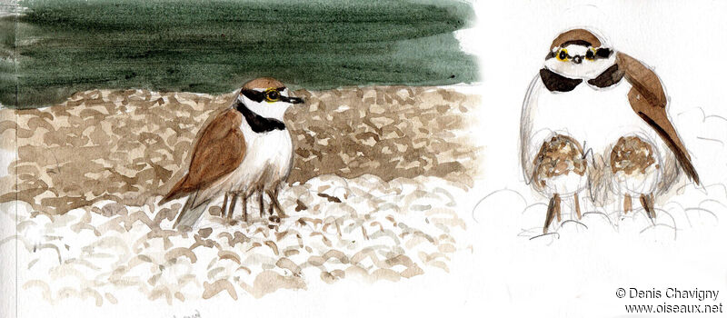 Little Ringed Plover, habitat, Reproduction-nesting