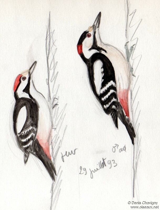 Syrian Woodpecker