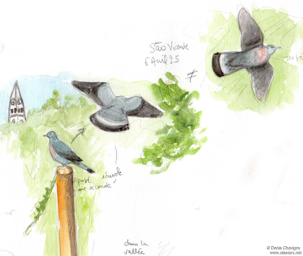 Pigeon trocazadulte, Vol