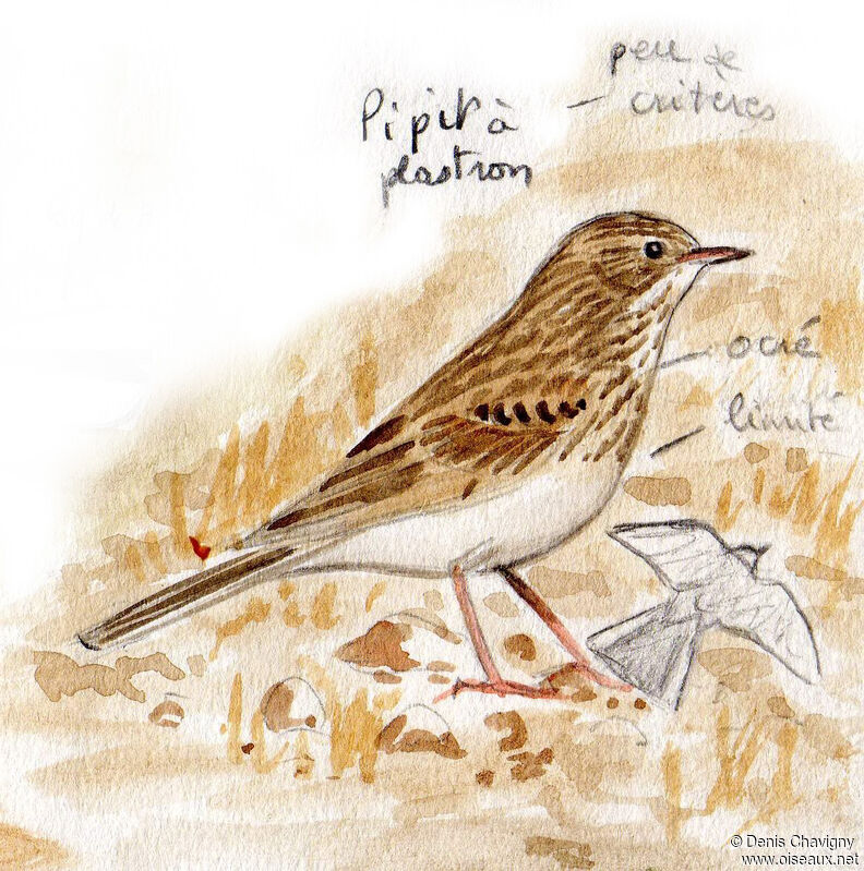 Pipit à plastron, habitat