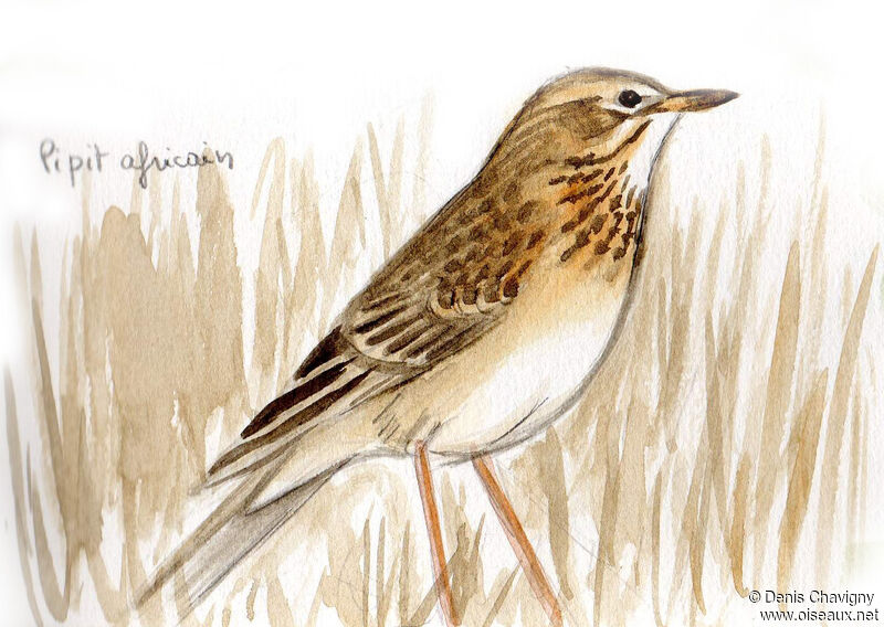 African Pipit, habitat