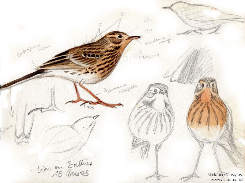 Meadow Pipit, pigmentation