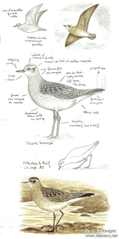 Pluvier bronzéjuvénile, identification