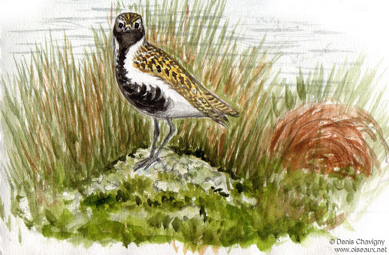 European Golden Plover female adult breeding, Reproduction-nesting