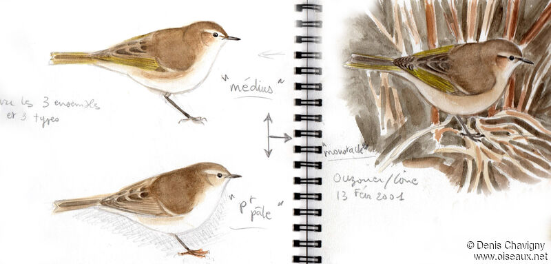 Common Chiffchaff (tristis)