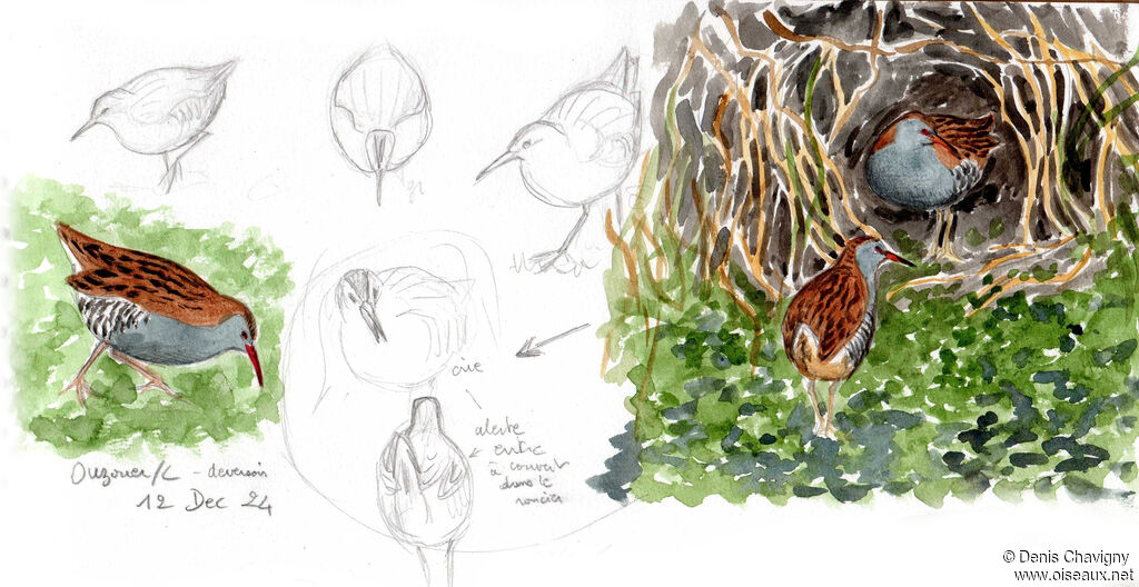 Râle d'eau, habitat