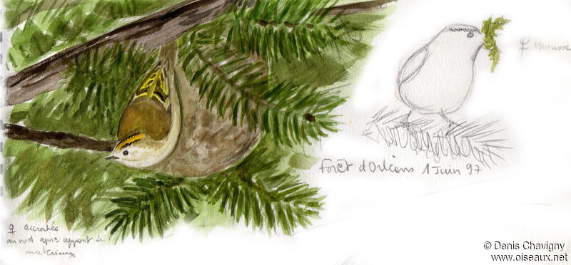 Goldcrest female adult breeding, Reproduction-nesting