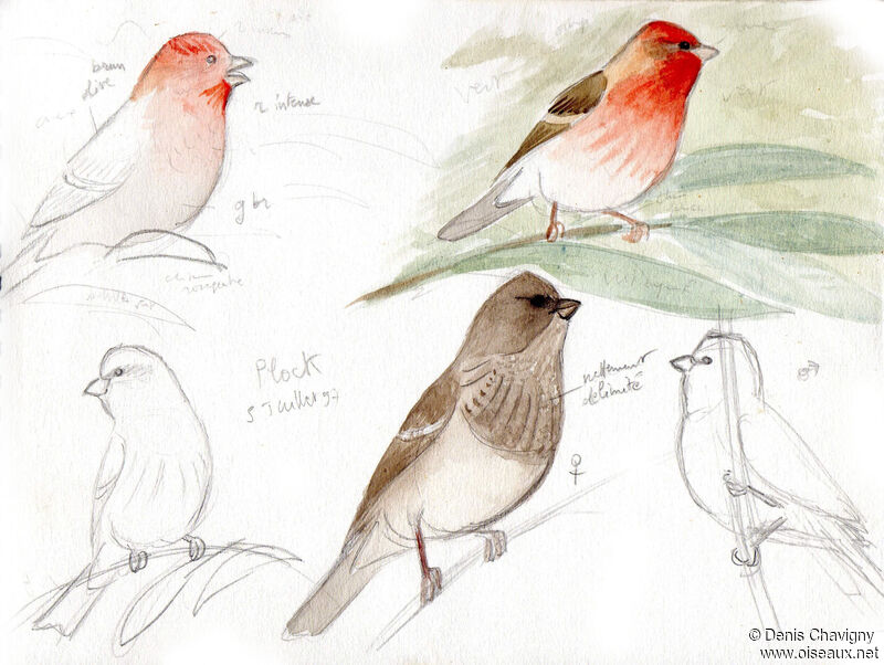 Common Rosefinch, habitat