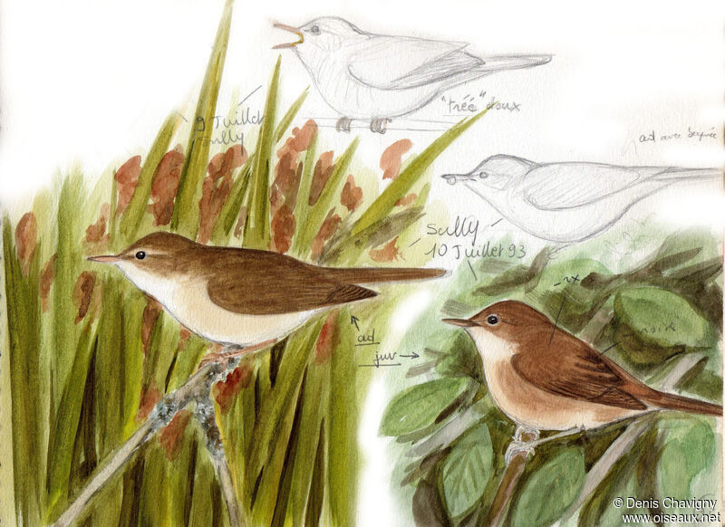 Marsh Warbler, habitat