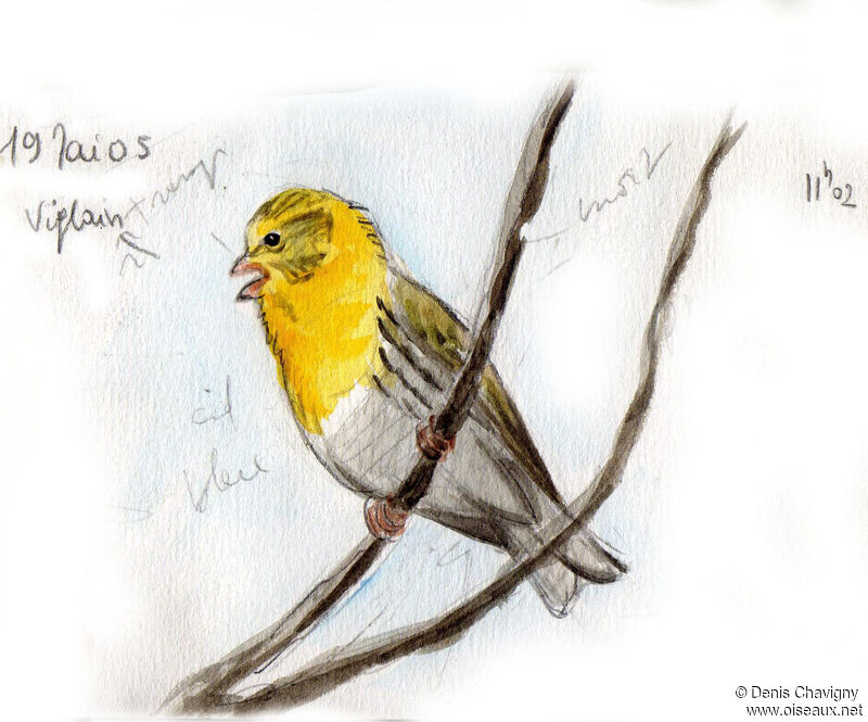 European Serin male adult breeding, identification, song