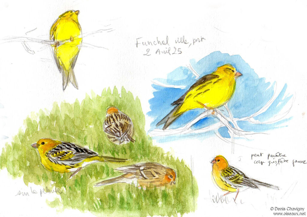 Serin des Canaries, habitat, mange