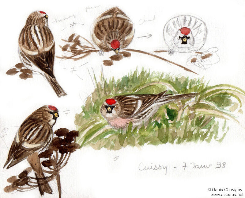 Redpoll, habitat