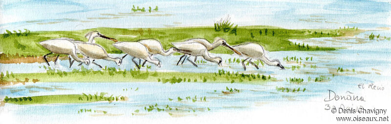 Eurasian Spoonbill, habitat, eats