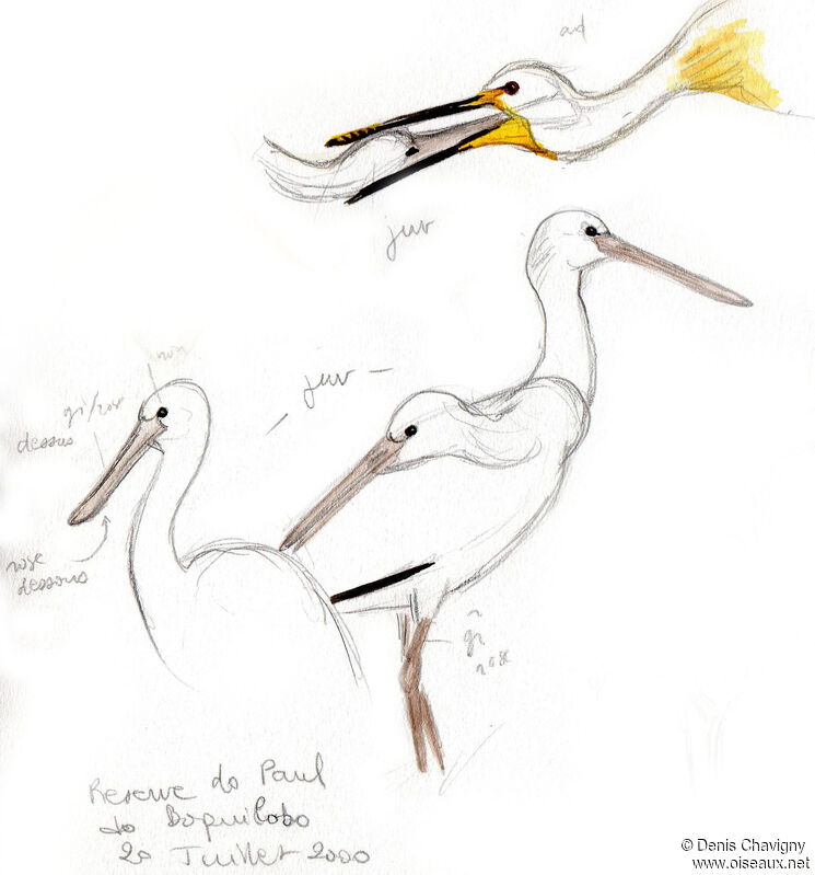 Eurasian Spoonbill, Reproduction-nesting, colonial reprod.