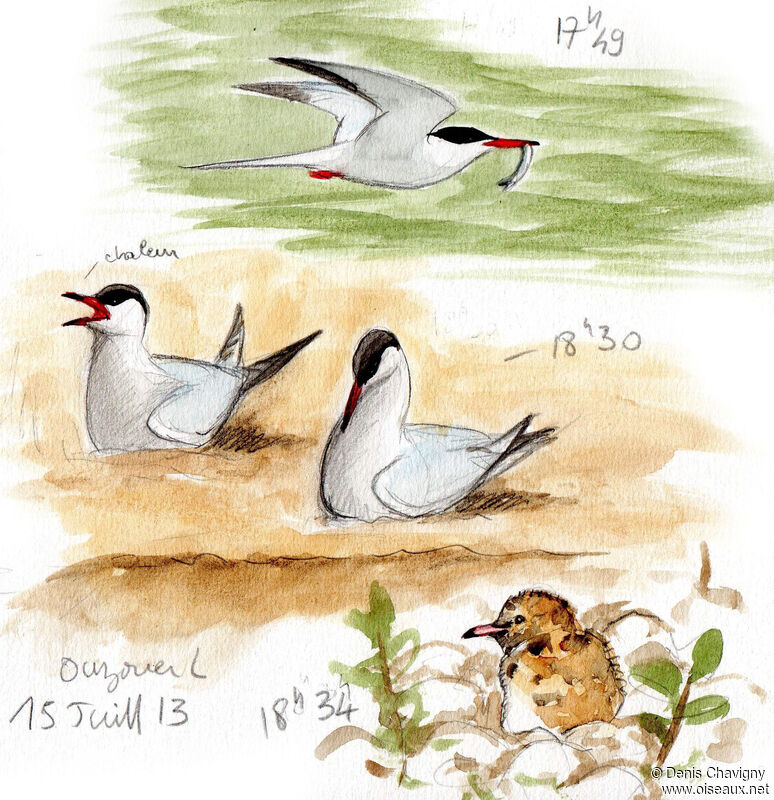 Common Tern, Reproduction-nesting