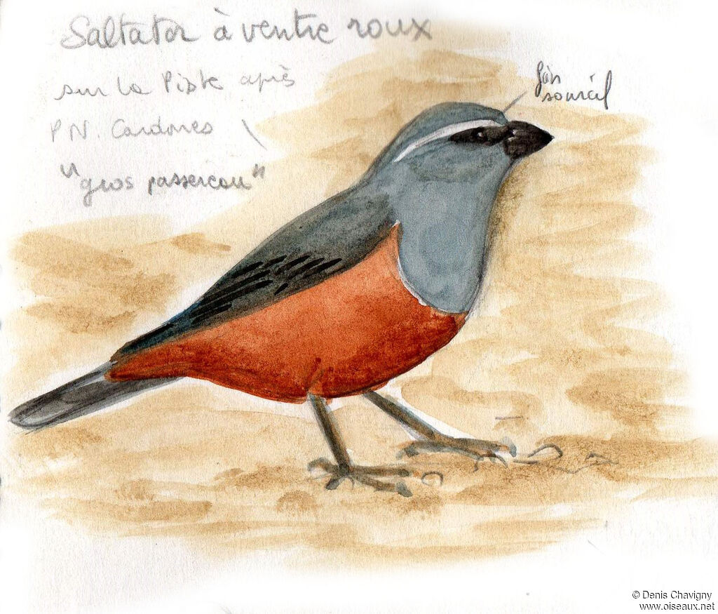 Tangara saltator