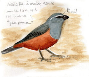 Tangara saltator