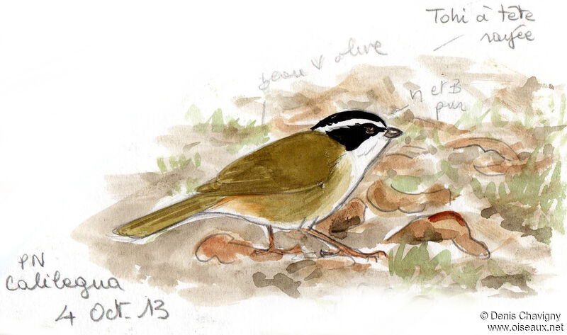 White-browed Brushfinchadult, identification