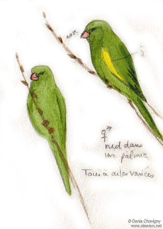 Yellow-chevroned Parakeetadult