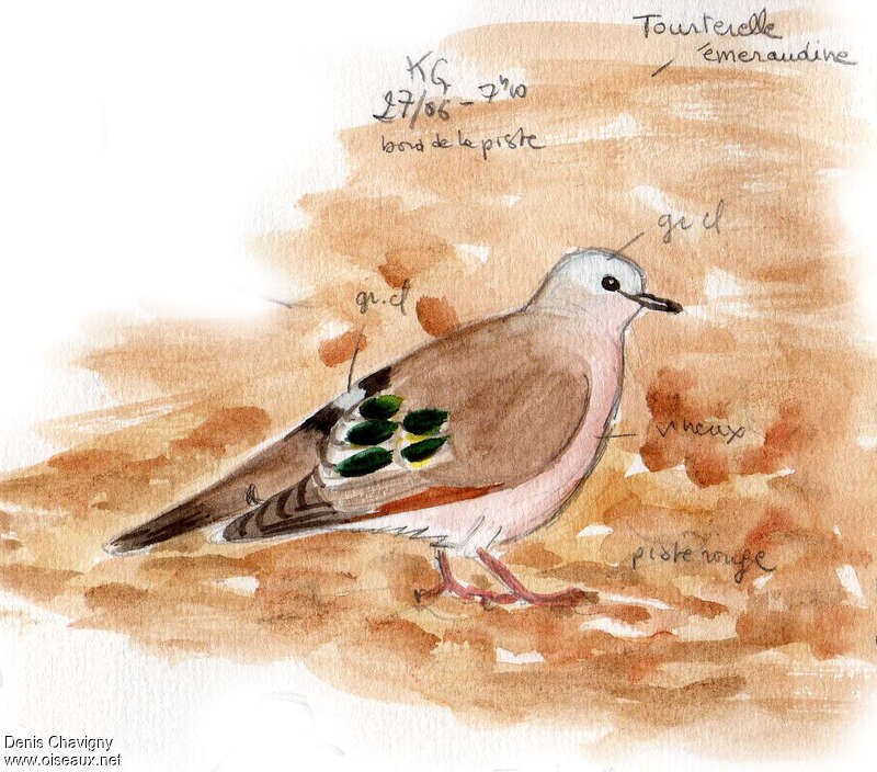 Emerald-spotted Wood Doveadult, identification