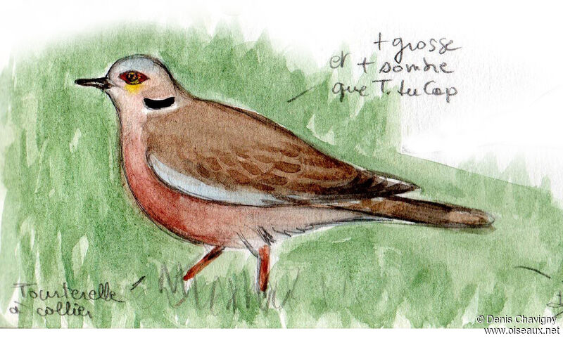 Red-eyed Dove