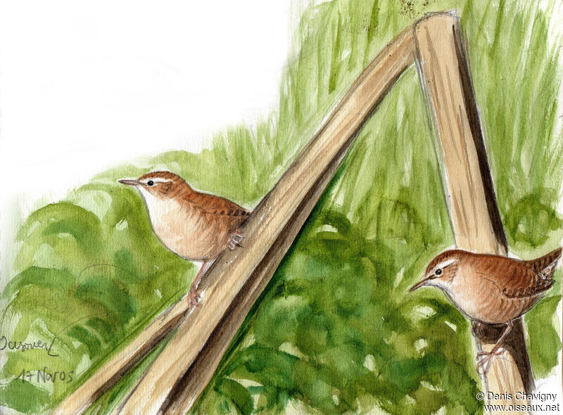 Eurasian Wren, habitat