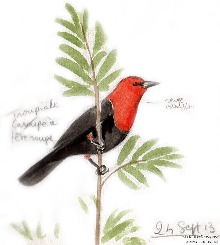 Scarlet-headed Blackbirdadult, habitat