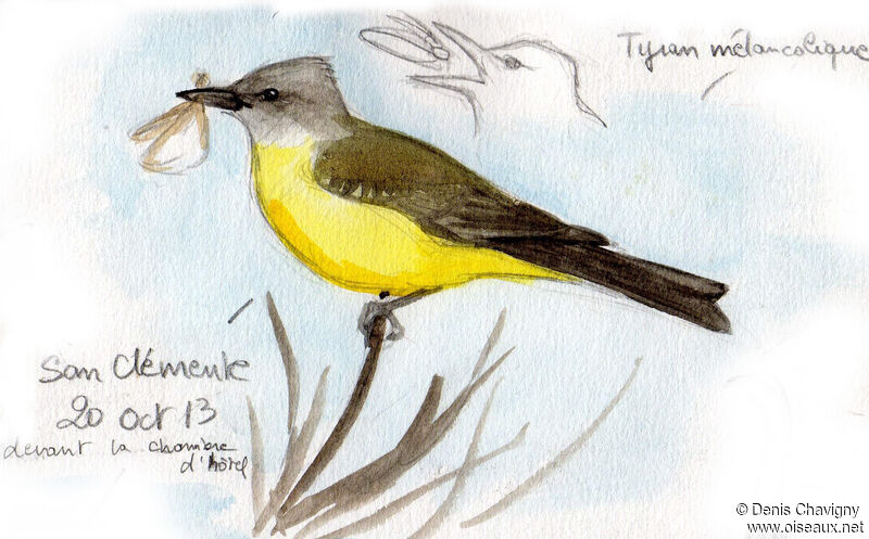 Tropical Kingbird, eats