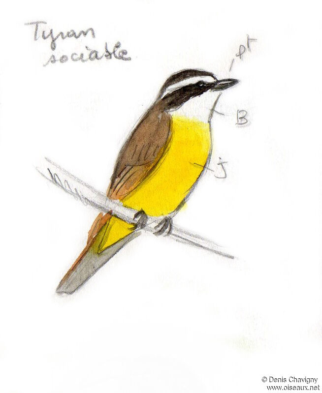 Social Flycatcher