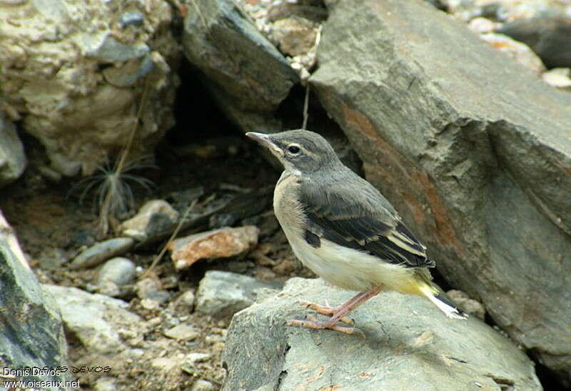 Bergeronnette des ruisseauxPoussin, identification